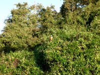collared hawk