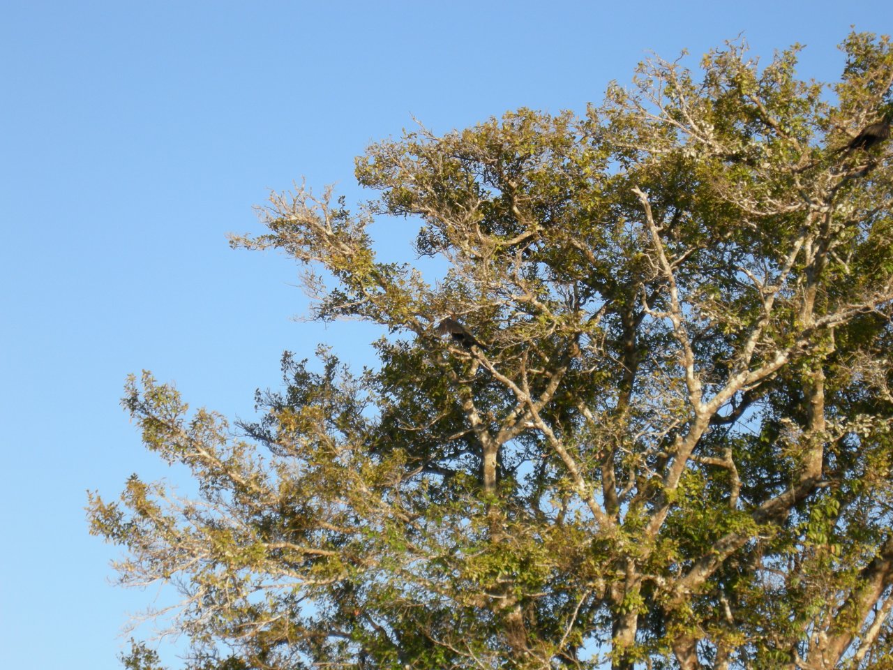 a cormorant drying his wings