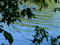 river otter (3)