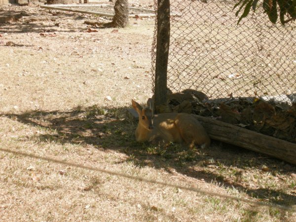deer