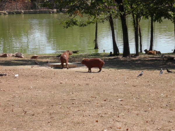 Capivara (Hydrochaeris hydrochaeris)