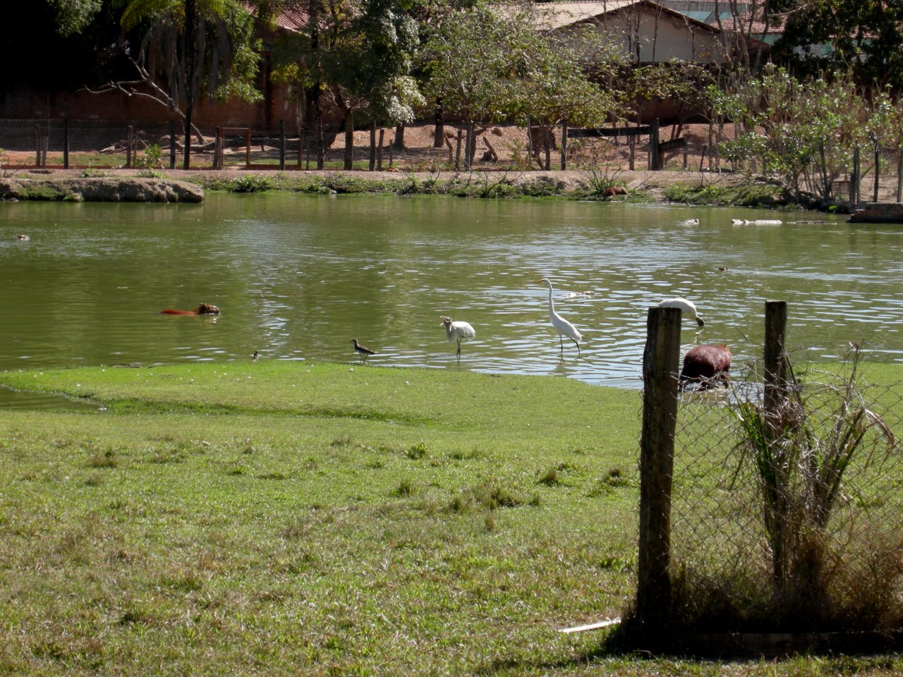 Maguari, Capivara, and others
