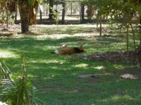 Lobinho (Cerdocyon thous) maned wolf