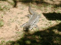 Teiú (Tupinambis nigropunctatus) Tegu lizard (2)