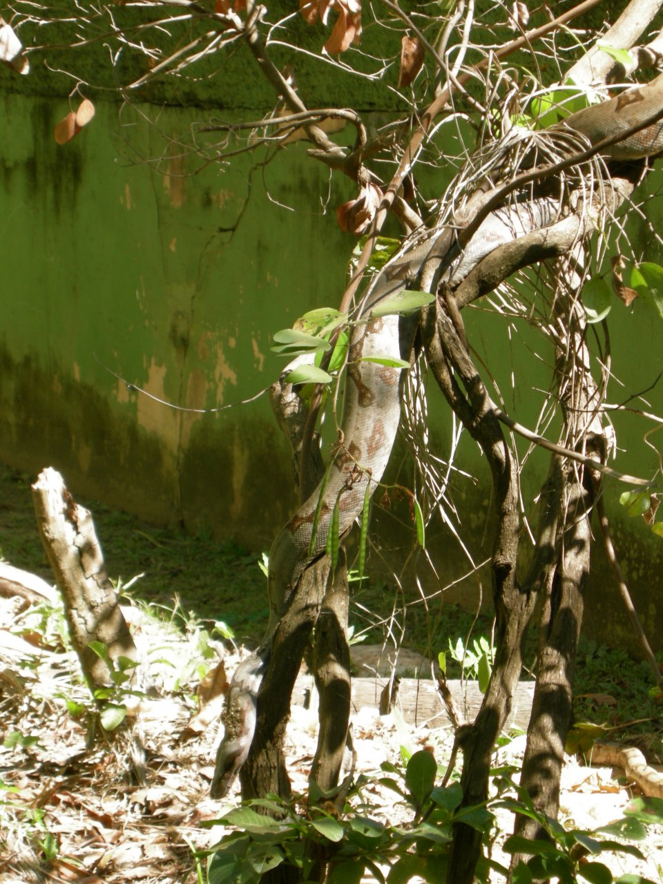 Jaracussu do Brejo (Hydrodinastes gigas) South American water cobra