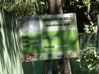 Jaracussu do Brejo (Hydrodinastes gigas) sign
