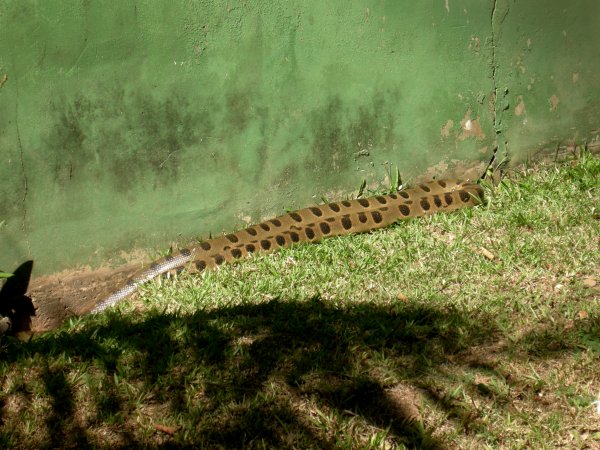Sucuri (Eunectes murinus) Anaconda