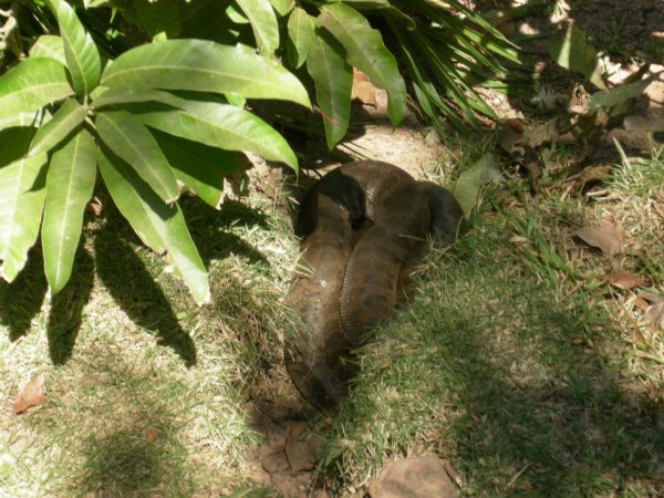 Sucuri (Eunectes murinus) Anaconda (2)