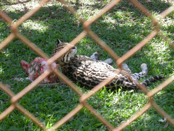 Jaguatirica (Leopardus pardalis) Ocelot (2)