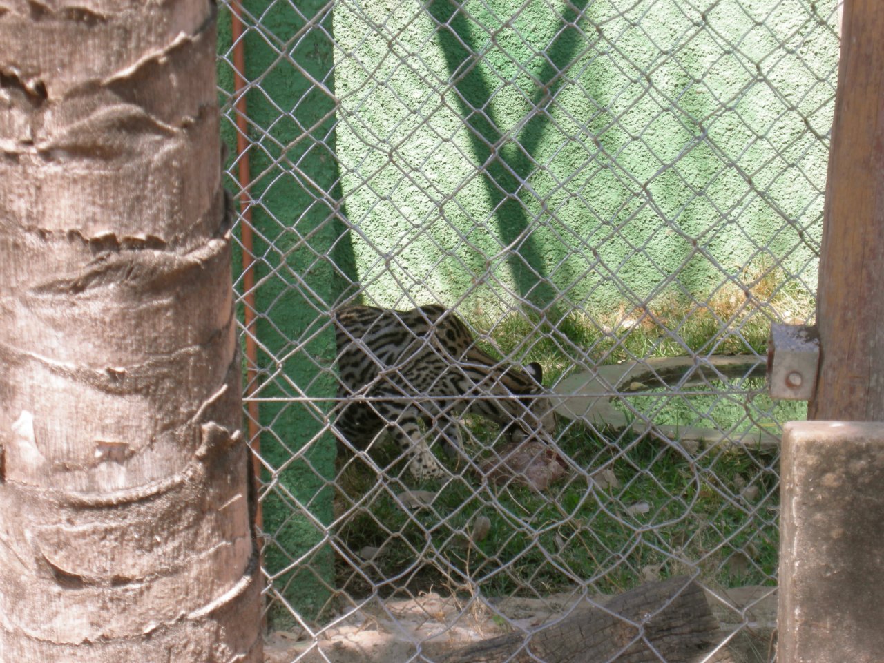 Ocelot, eating