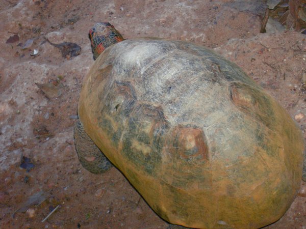 Another tortoise