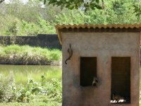 spider monkeys (3)