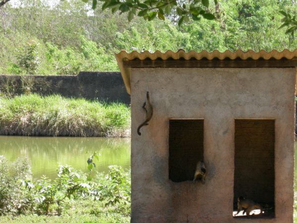 spider monkeys (3)