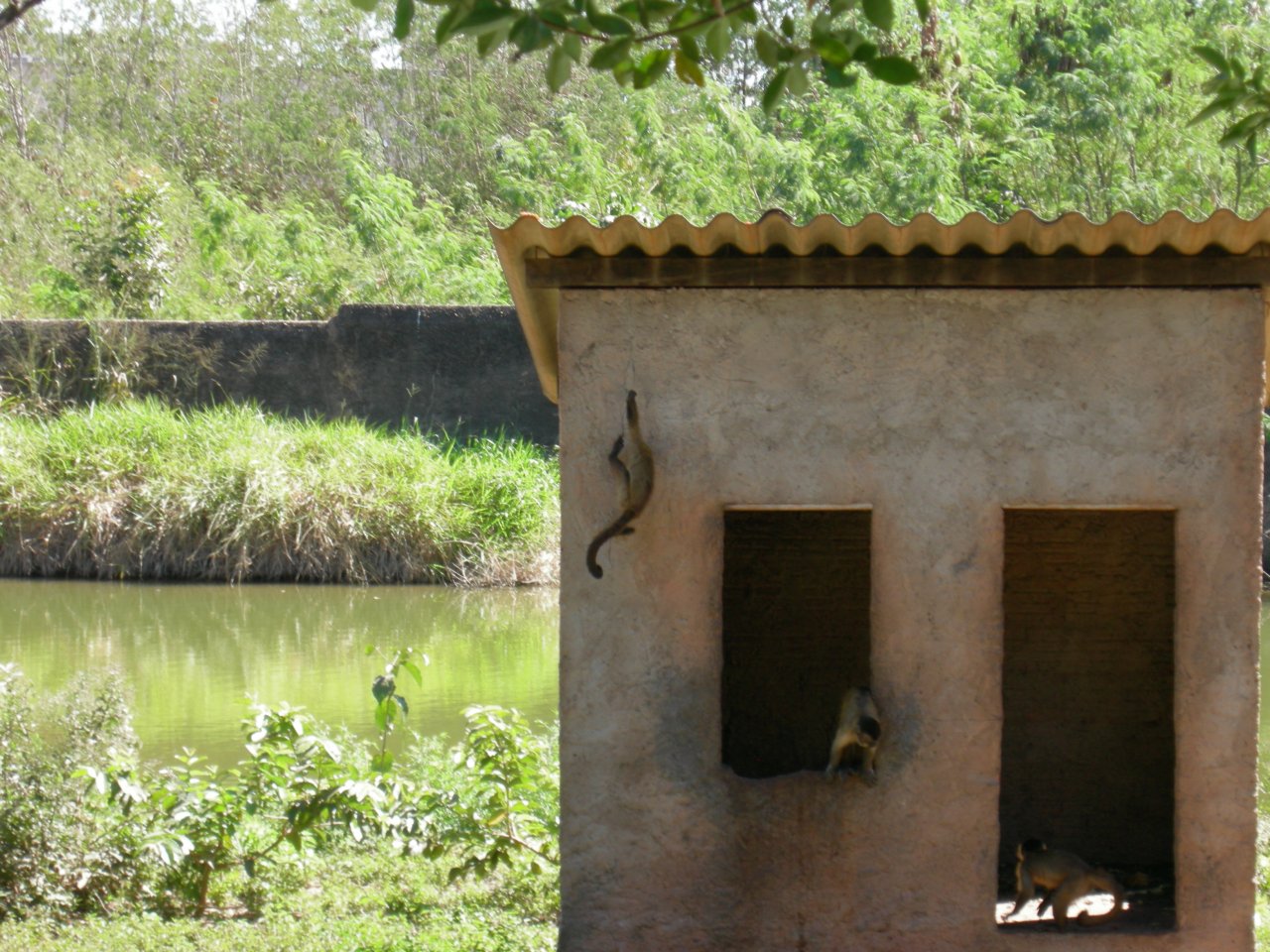 spider monkeys (3)