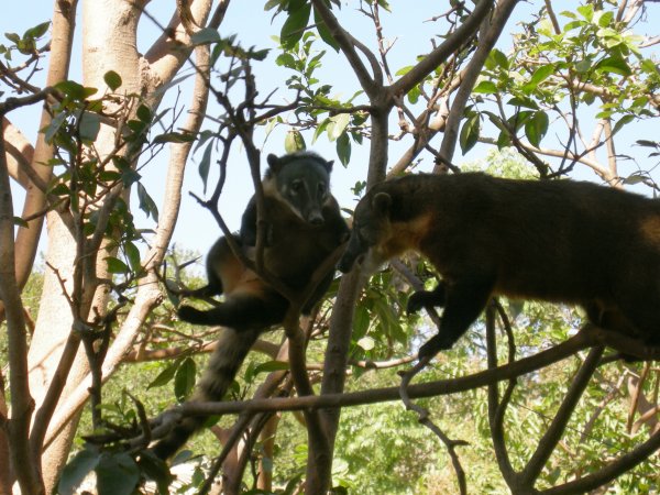 Quati (Nasua nasua) Ring-tailed coati (4)
