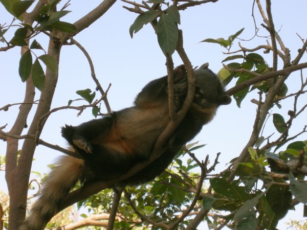 Quati (Nasua nasua) Ring-tailed coati (5)