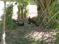 Mutum Pinima (Crax fasciolata fasciolata) Bare-faced Curassow (2)