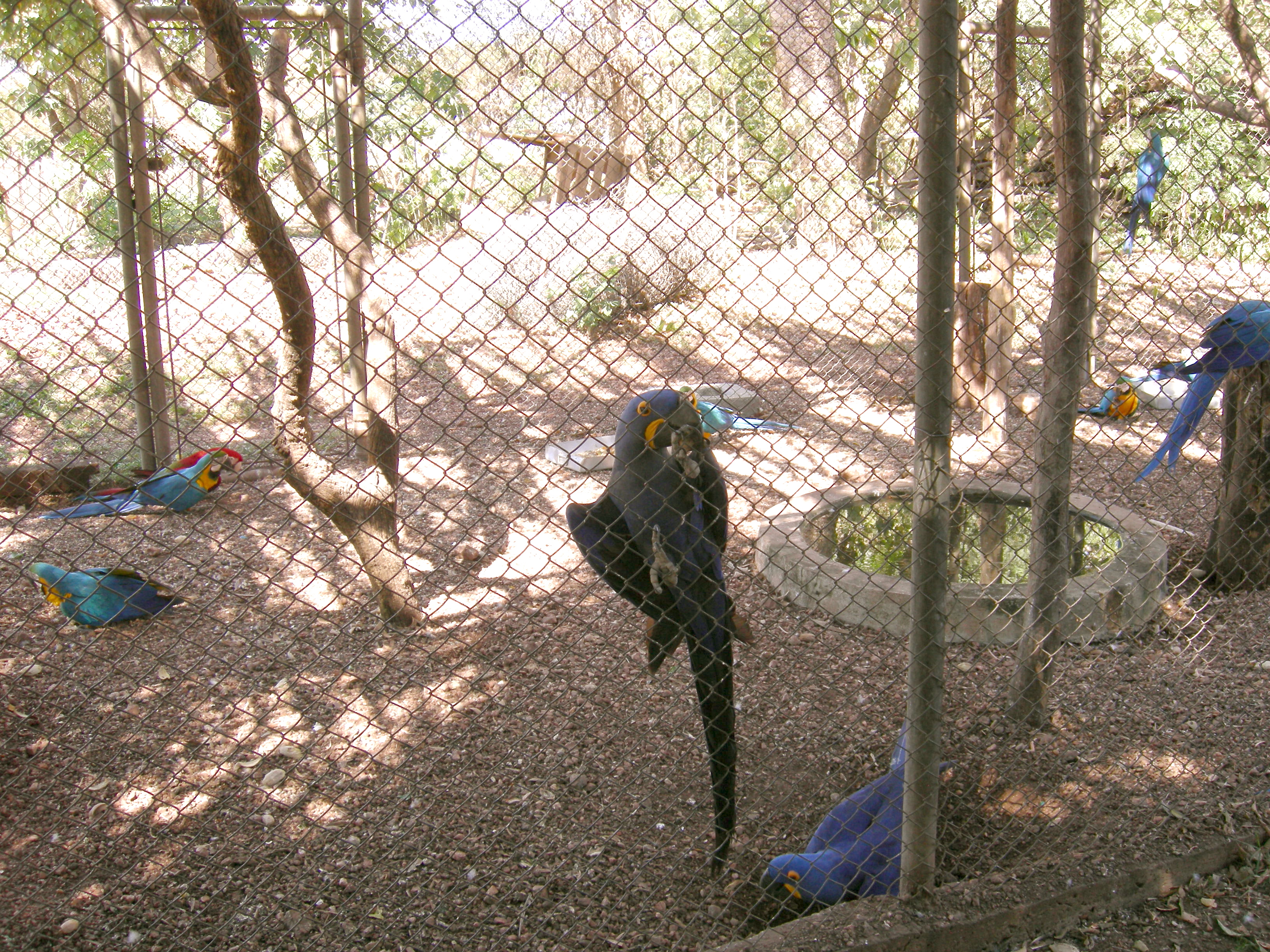 Arara Azul Grande (Anodorhynchus hyacinthinus) Hyacinth macaw