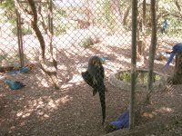 Arara Azul Grande (Anodorhynchus hyacinthinus) Hyacinth macaw