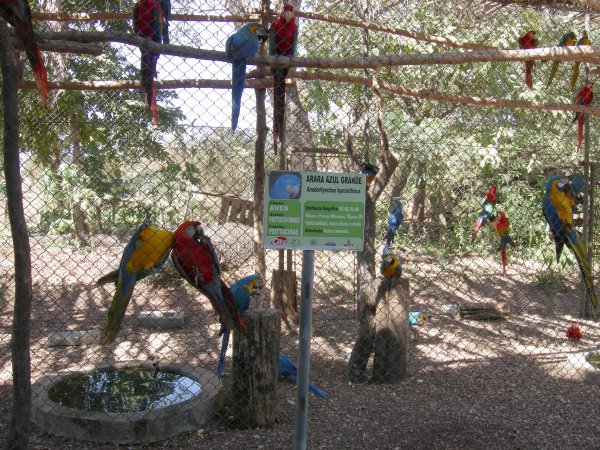 Arara Azul Grande (Anodorhynchus hyacinthinus) sign