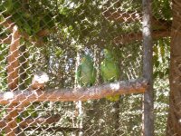 Papagaio verdadeiro (Amazona aestiva aestiva) blue-fronted amazon
