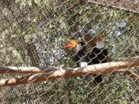 Tucano (Ramphastos toco) Toco Tucan