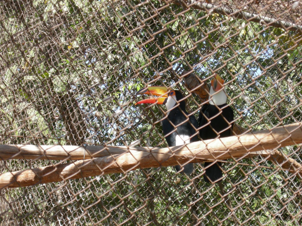 Tucano (Ramphastos toco) Toco Tucan