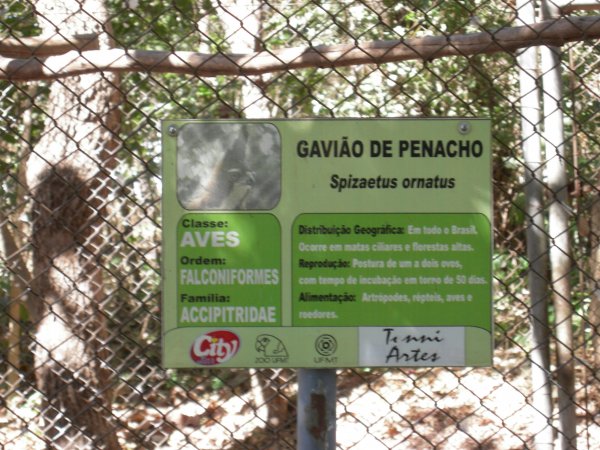 Gavião de Pancho (Spizaetus ornatus) sign