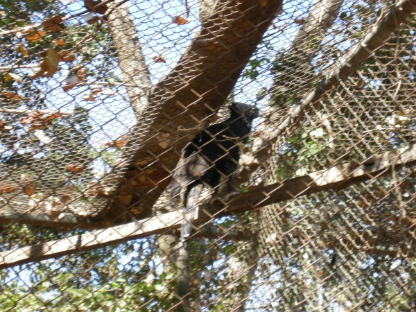 Aguia Cinzenta (Harpyhaliaetus coronatus) Crowned Eagle