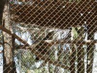 Aguia Cinzenta (Harpyhaliaetus coronatus) Crowned Eagle (2)