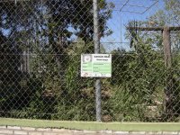 Gavião Real (Harpia harpyja) sign