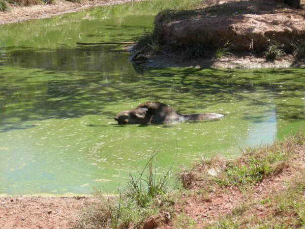 Tapir