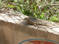 A lizard on the wall by the side of the walkway