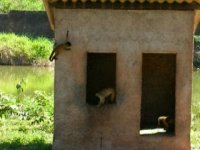spider monkeys climbing around