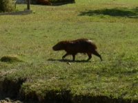 Strolling capivara