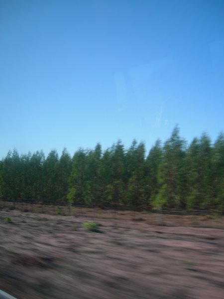 Brazilian timber plantations - used for furniture