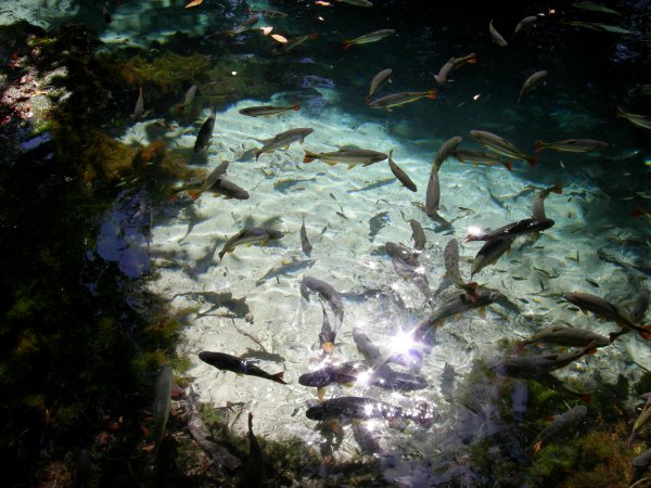 the enchanted aquarium, contains Brycon hilari, Dorado (Salminus maxillosus)