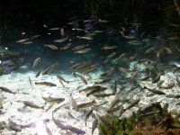 the enchanted aquarium, contains Brycon hilari, Dorado (Salminus maxillosus) (2)