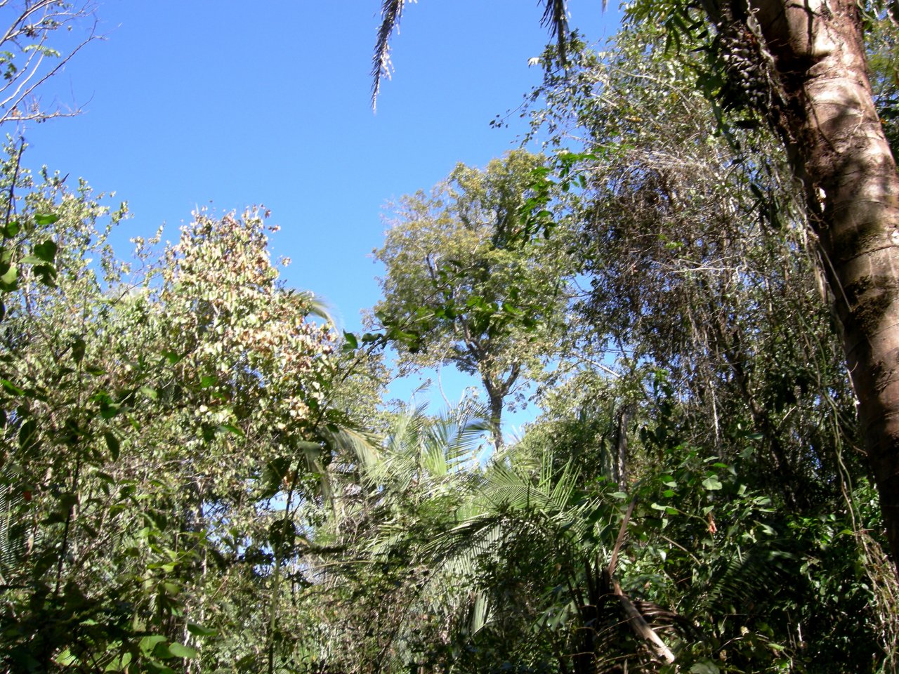 We saw lots of howler monkeys in these trees