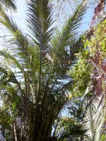 palms