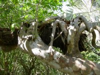 parasitic tree
