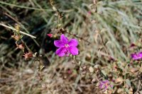 pretty purple flower
