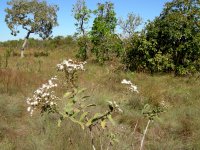 more of the landscape