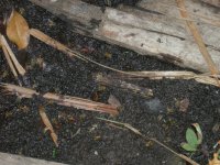 bees drinking water from mud