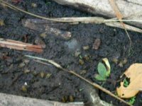 bees drinking water from mud (video)