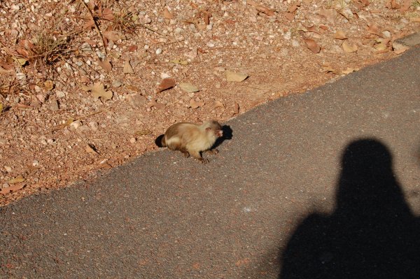 a closeup of the marmoset on the trail