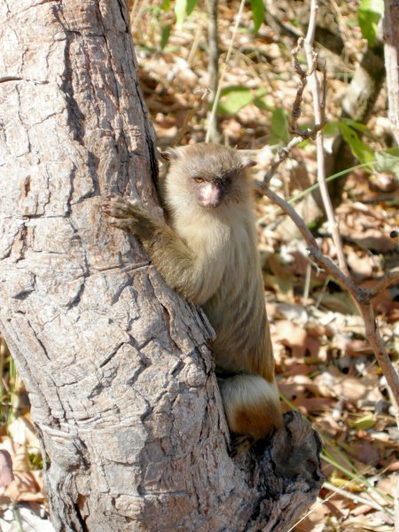 another marmoset in a tree