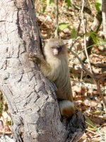 another marmoset in a tree