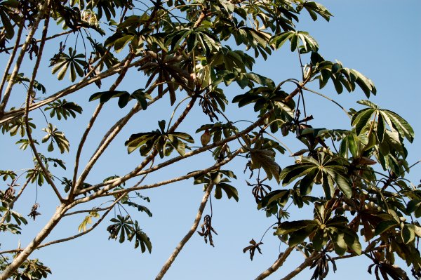a bird in the tree TODO