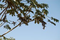 ovenbird